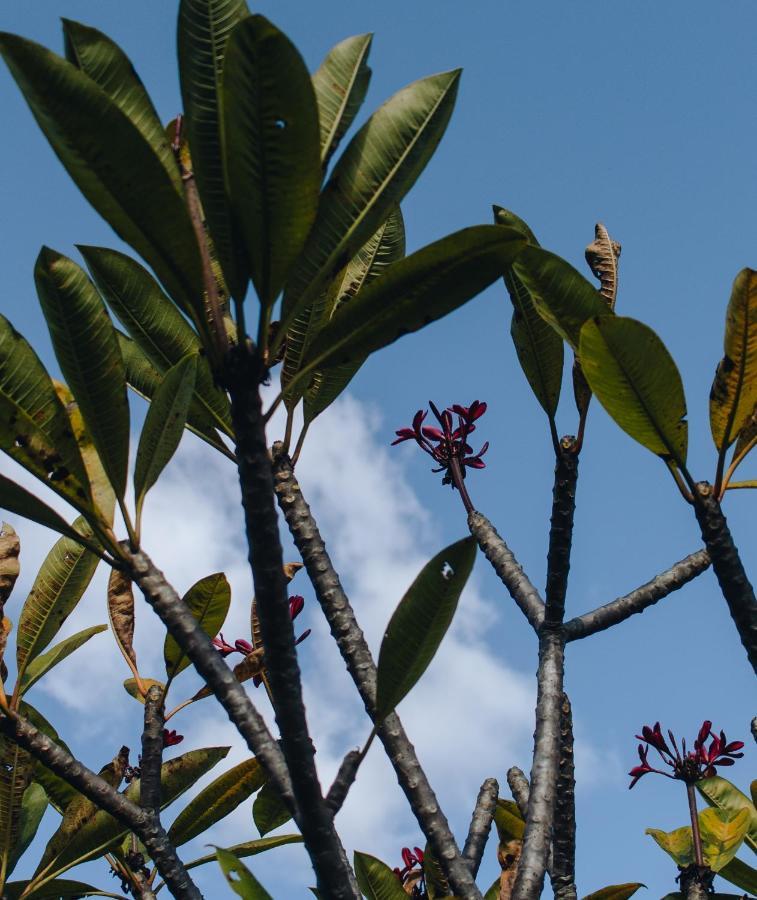 Hotel Vegano Bona Espero Alto Paraíso de Goiás